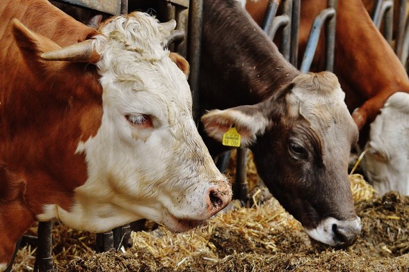 Milchviehhaltung, Kühe im Stall
Copyright: Alexas Fotos / Pixabay