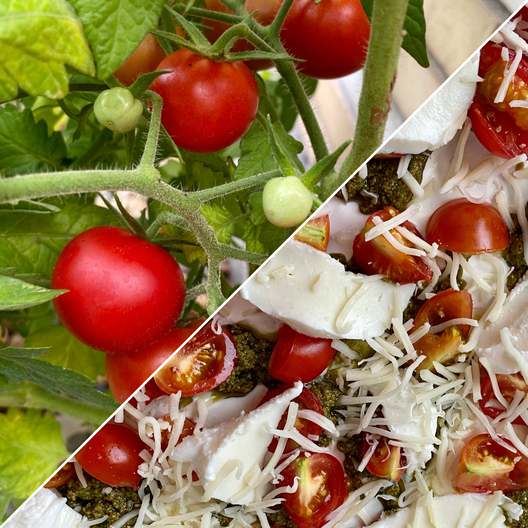 Collage aus zwei Bildern: Frische Tomaten, die an einer Pflanze wachsen und in Scheiben geschnittene Tomaten, Käse und Pesto auf einer Pizza. Foto: Susanne Cholodnicki