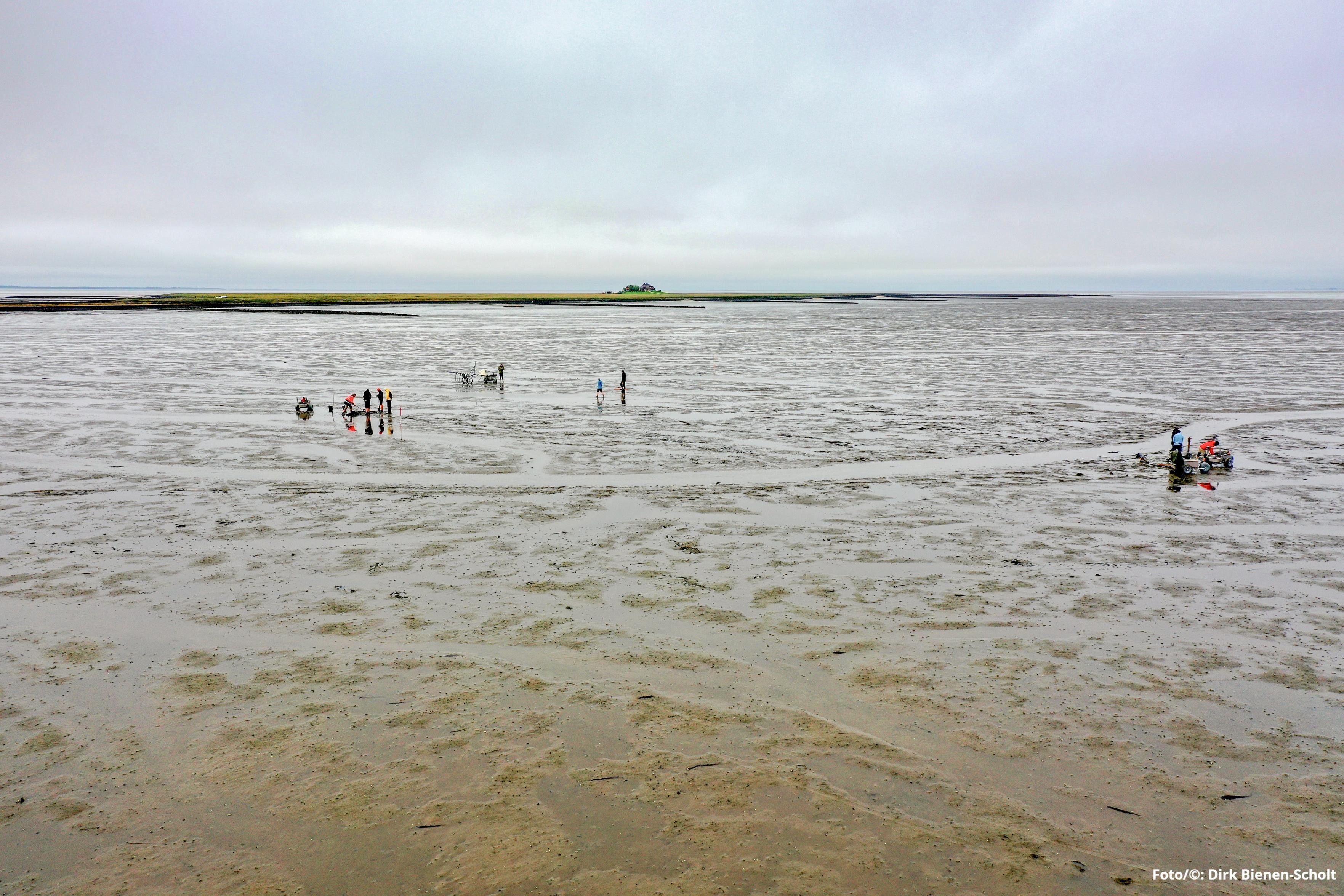 Im Watt vor der Hallig Südfall werden die Überreste der untergegangenen Kirche Rungholts untersucht. (Foto/©: Dirk Bienen-Scholt)