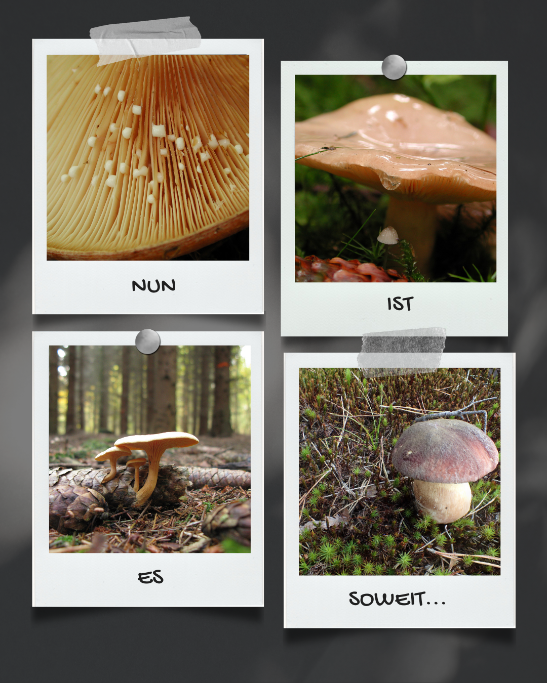 Collage aus 4 Pilzbildern, die aussehen wie Polaroids. Unter jedem Bild steht ein Wort, welches sich zusammensetzt zu dem Satz "Nun ist es soweit"